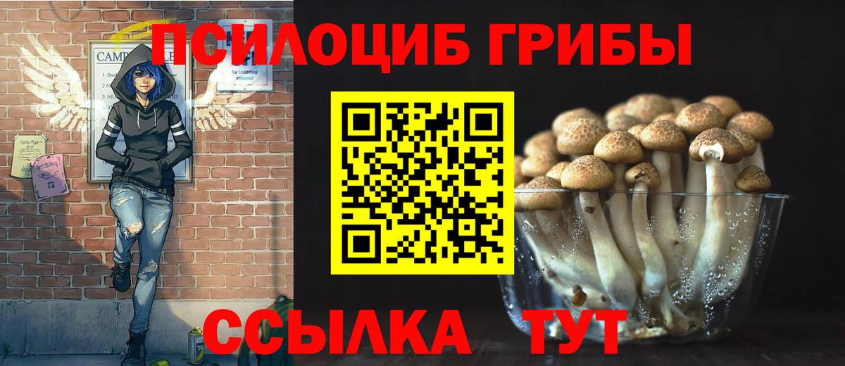 Псилоцибиновые грибы мицелий  Вход с VPN  Котовск  Псилоцибиновые грибы Psilocybe 